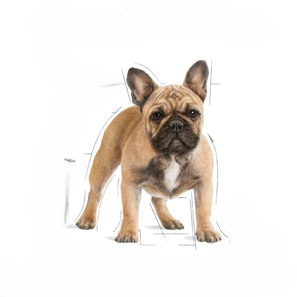 Buldog francuski